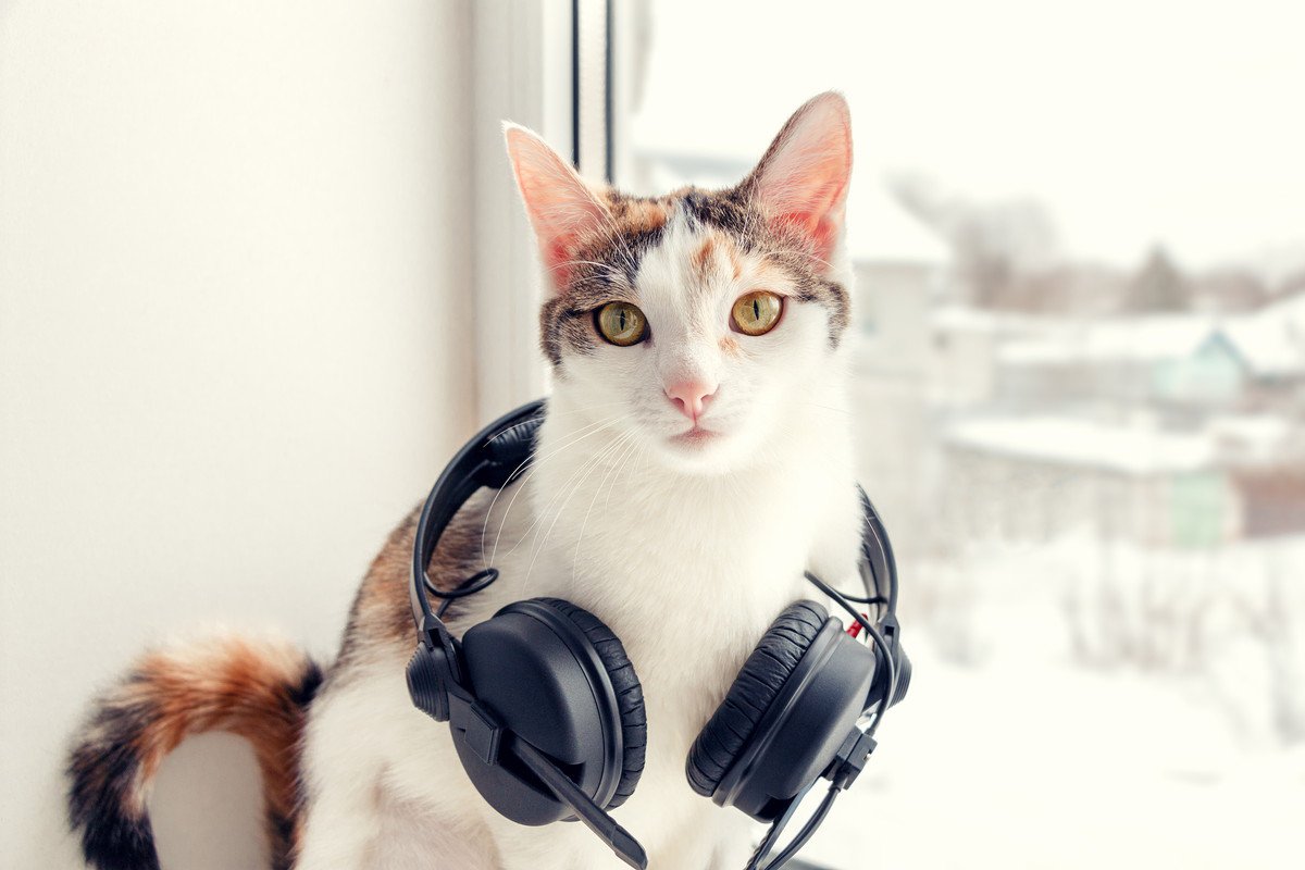 猫も『音楽』を聴くことがある？猫が好むと言われる3つのタイプ　逆にNGなものも