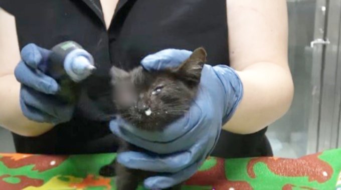 片目が腫れた子猫たち…厳しい手術を乗り越え新たな未来へ！