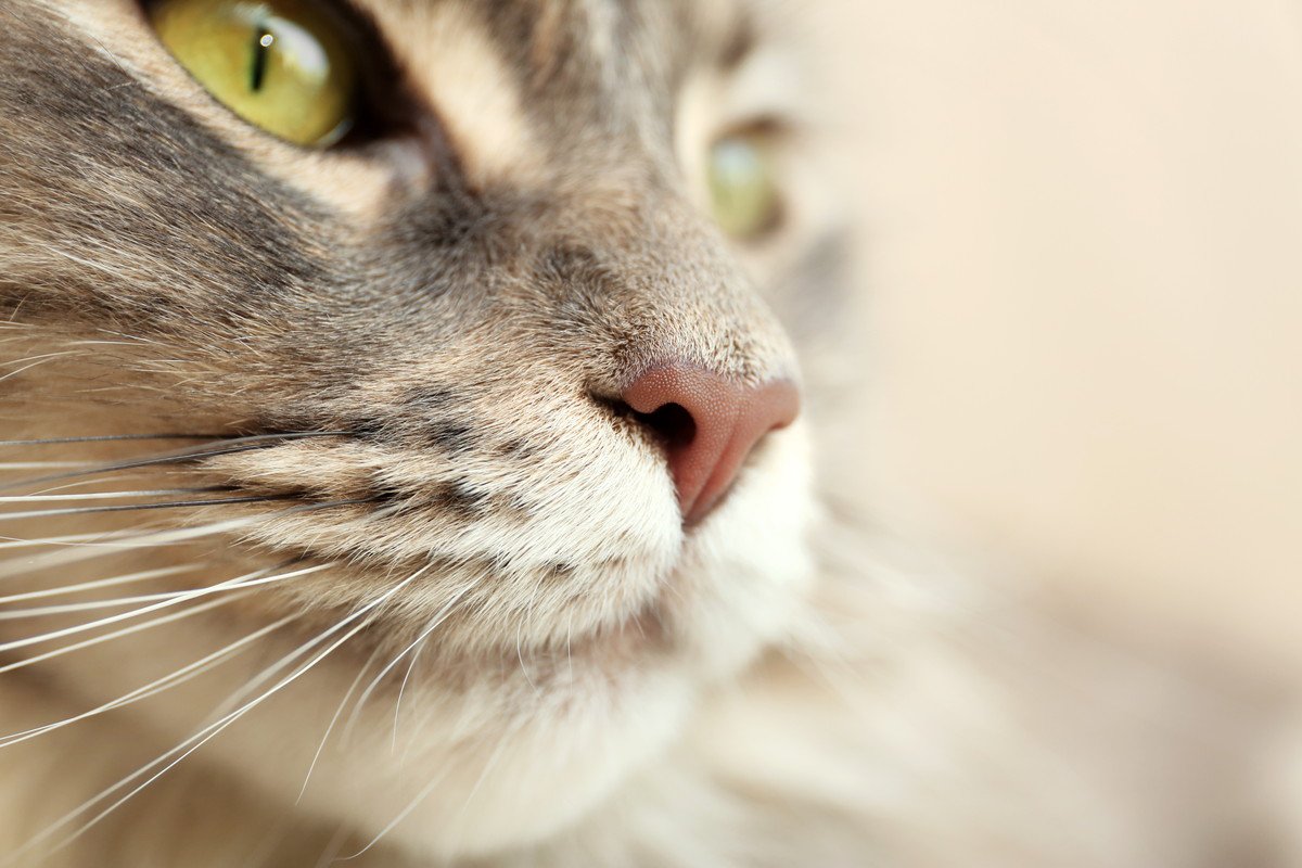 猫に嫌われる『飼い主のニオイ』とは？4つの注意すべきニオイを確認！