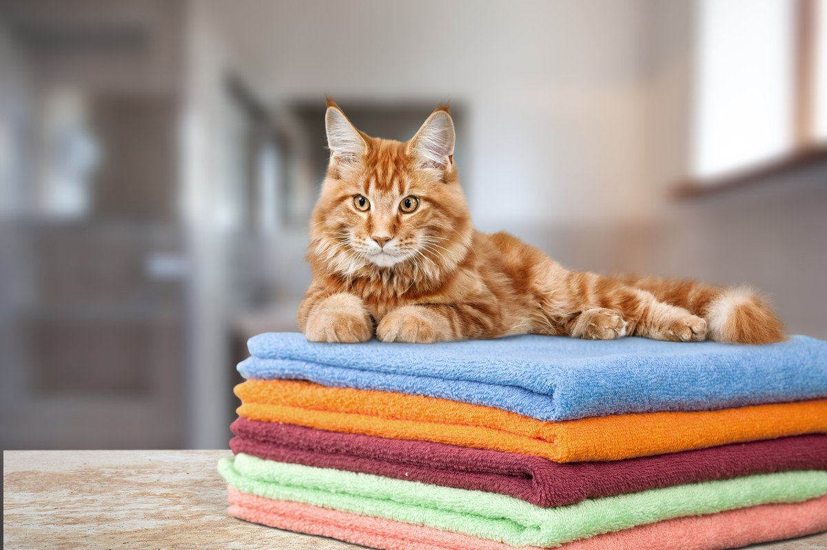 猫が『洗濯した物』が好きな理由3選　効果的な防止策とは？