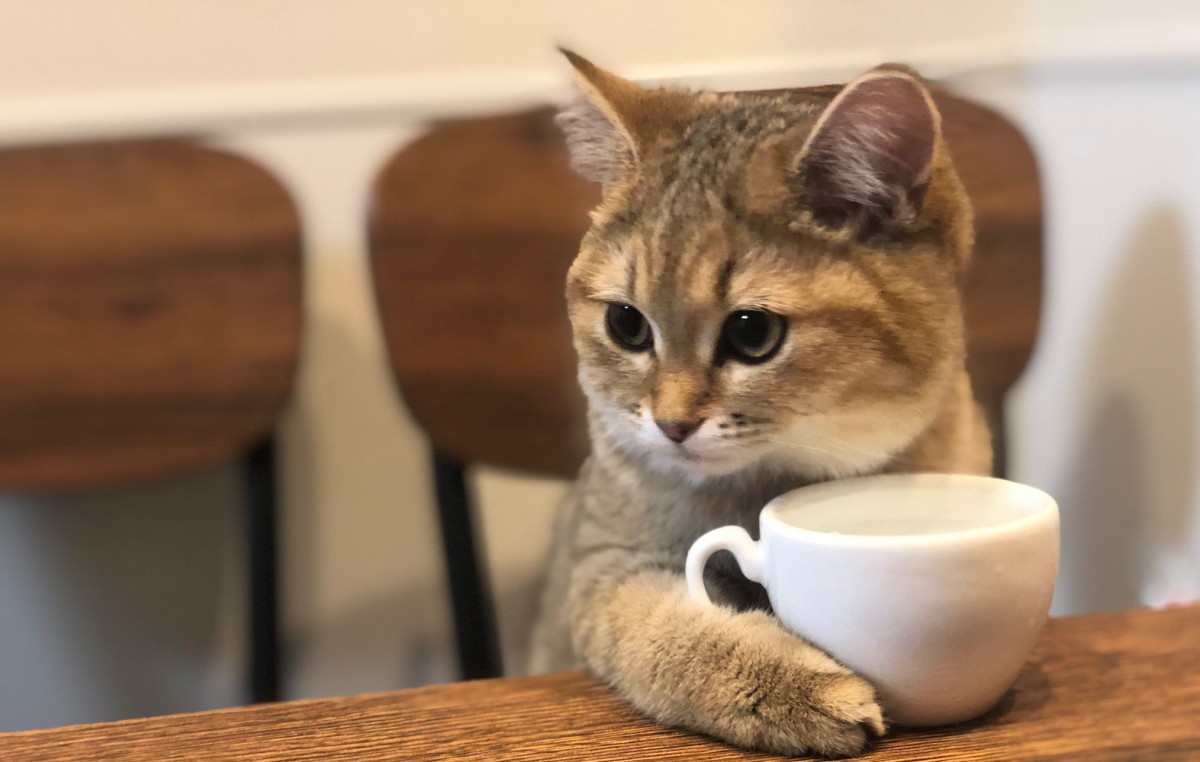 これぞ真の猫カフェ？コーヒーを嗜んでいるようなミヌエットが大人気♡