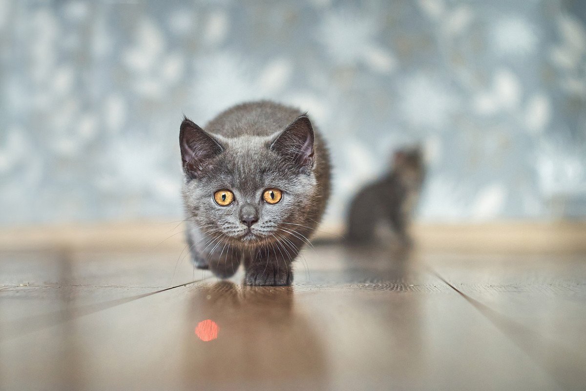 猫が大好き『レーザーポインター』で遊ぶ時に気を付けるべきこと3つ