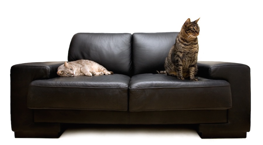 猫がソファで爪とぎ・粗相をする理由と対処法