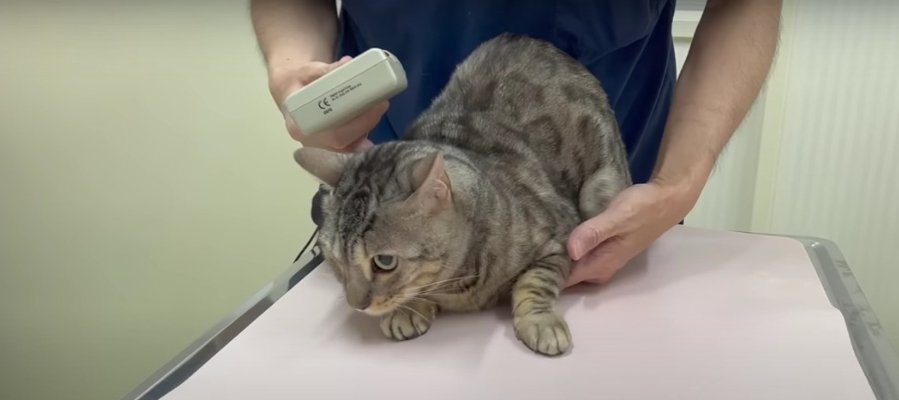 ドキドキ…猫ちゃんたちのマイクロチップの検査に潜入