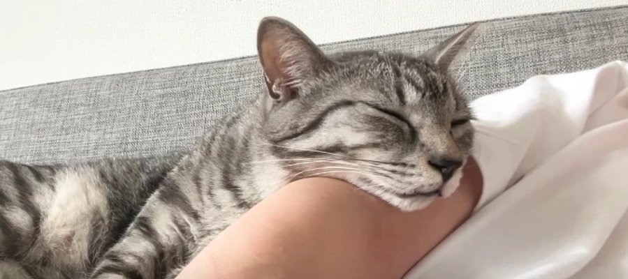 快適すぎる…♡飼い主さんの腕枕で気持ちよさそうに眠る猫さん