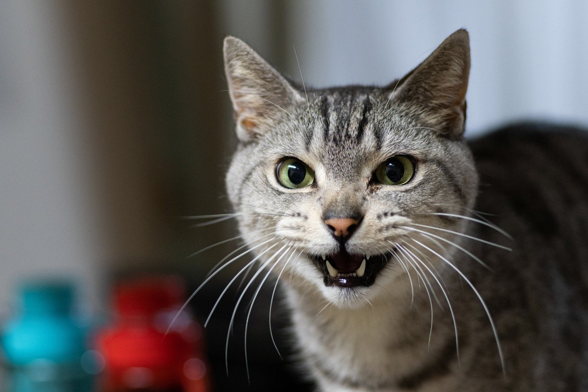 猫が『いつもより鳴く』のは理由がある？4つの原因とケア方法