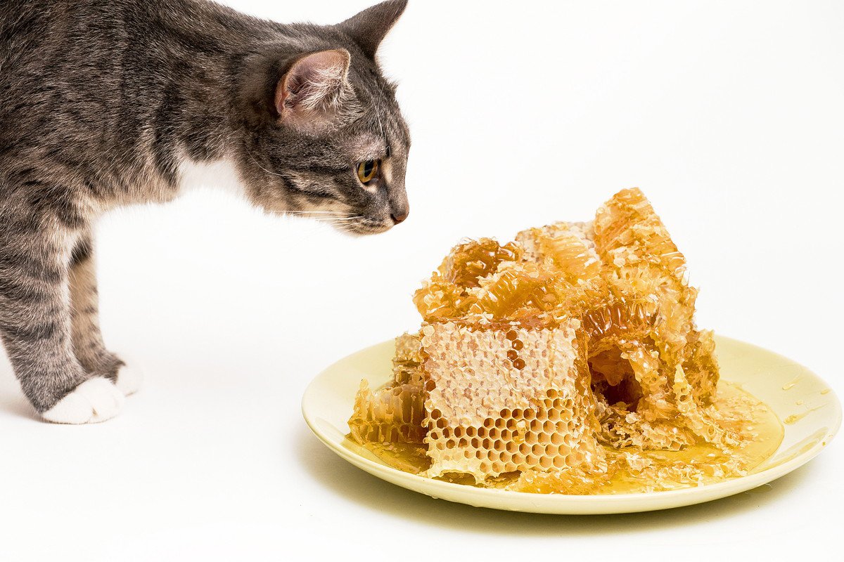 猫がハチミツを食べると…メリットやデメリットと与える際の注意点まで解説！
