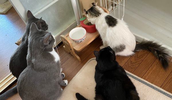 【感動】新人保護猫さんの「ご飯を見守る会」先住猫たちが結成！