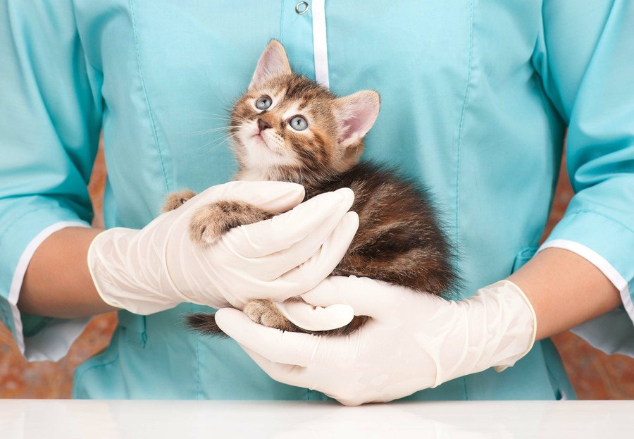 猫は動物病院が大嫌い！？不安やストレスを緩和する方法4選！