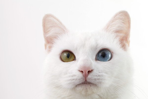 猫の目の色が変わる2つの原因と注意したい病気