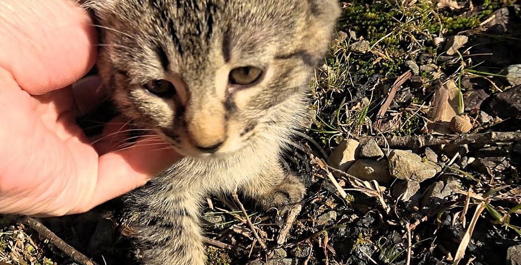 山道で『捨てられた2匹の子猫』を発見…心温まる展開に涙が止まらないと43万4000再生「ただ感謝」「救ってくれてありがとう」の声