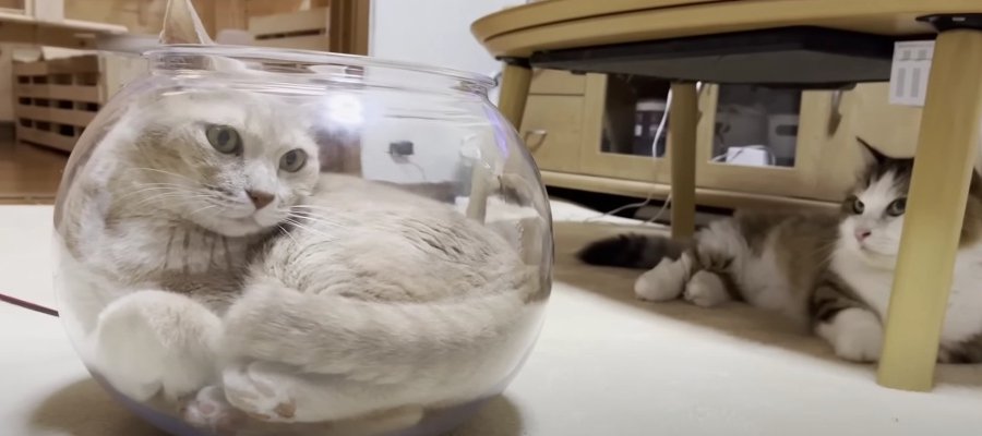 『この猫鉢はおれのもの！』液体化にハマった猫ちゃんの暴挙