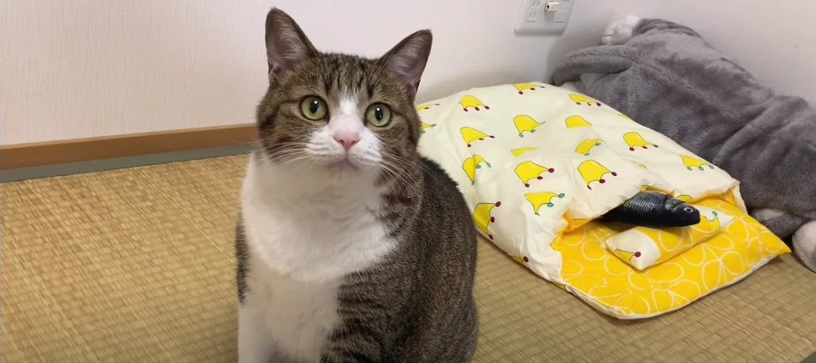 猫ちゃんに布団をプレゼント♡使ってもらうための作戦とは！？