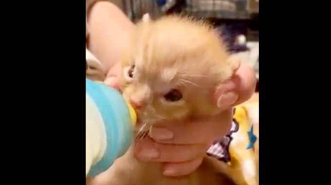 保護した子猫に重度の水頭症発覚…懸命に生きる姿に感涙