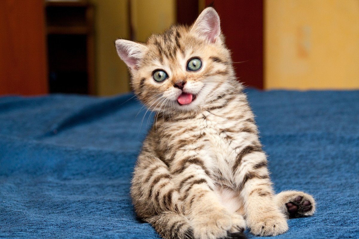 猫が『舌を出しっぱなし』にする4つの原因　かわいいけど、実は病気のサイン？
