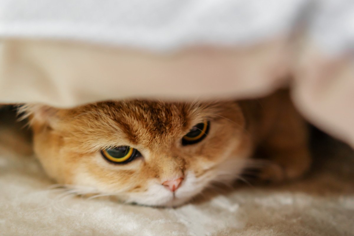 猫が『ストレスを感じる原因』5選　放置すると最悪病気につながることも