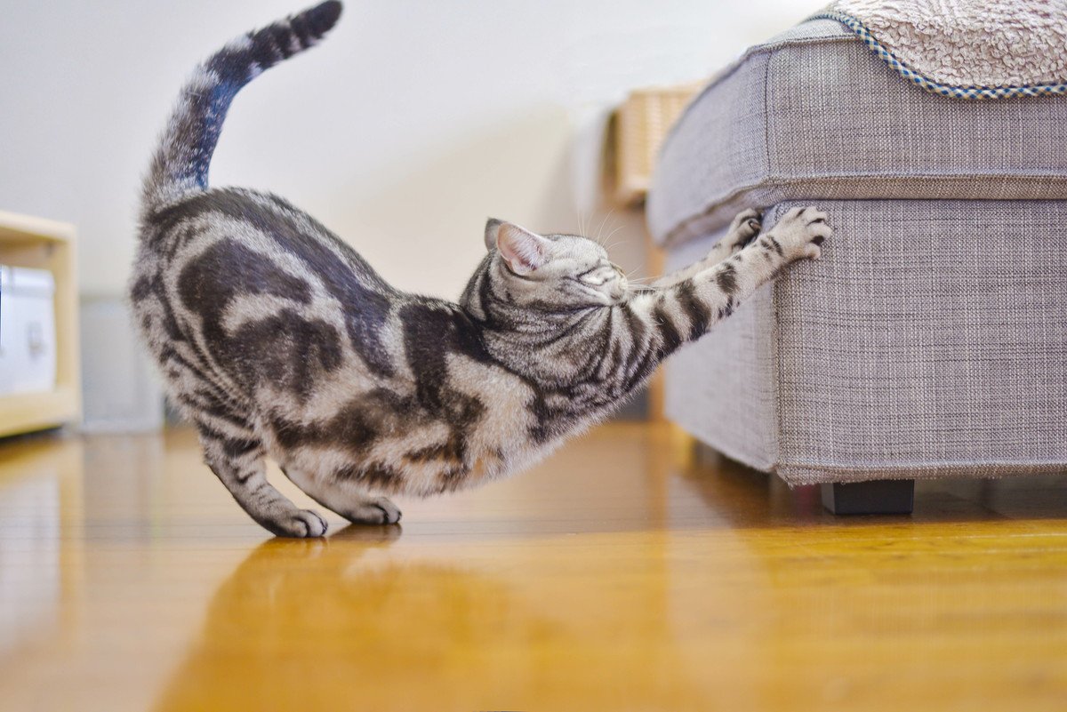 【お悩みあるある】猫が『ソファ』で爪とぎをしないようにする3つの方法