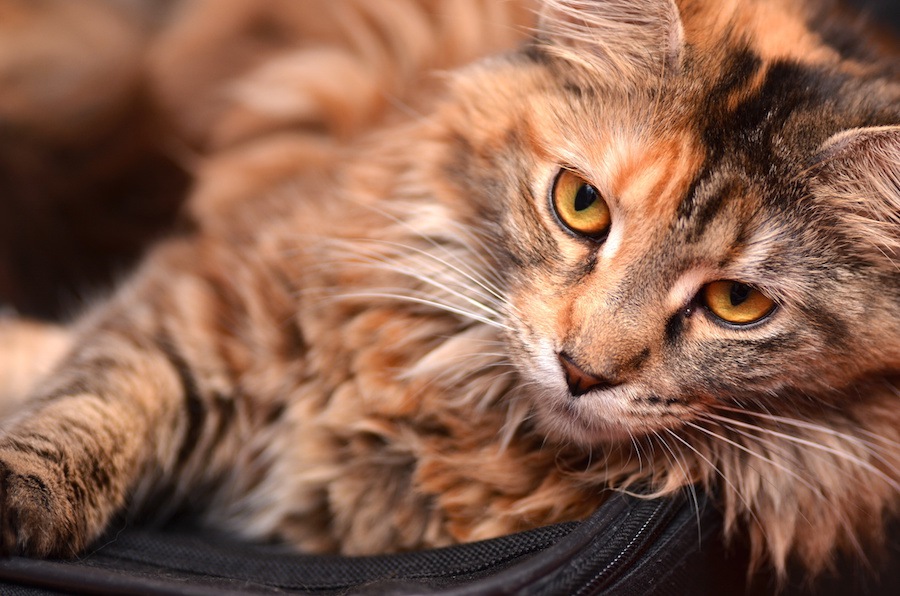 猫の毛並みについて解説！健康状態やふわふわにする方法