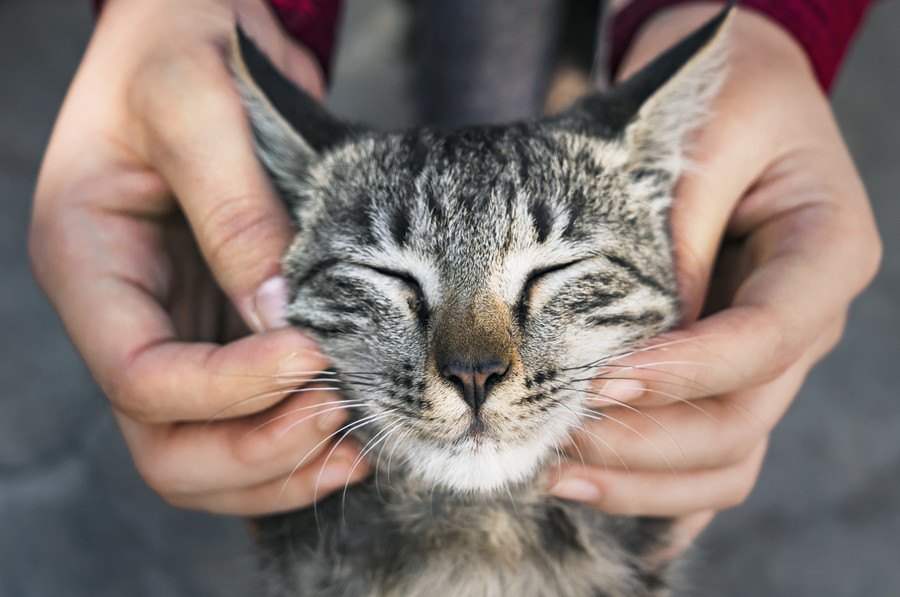猫が『愛情不足』を感じている時の危険サイン５つ！嘔吐や皮膚炎の心配も！？
