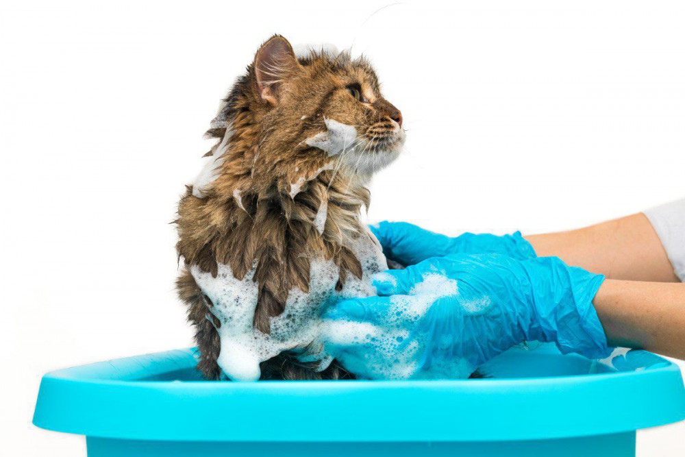 猫のシャンプー頻度は？洗う負担を減らすために飼い主がすべき行動を解説