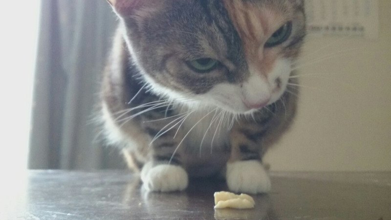 「うむむ？これは…」食いしん坊猫のレイラさん、初めての卵豆腐のご感想は？