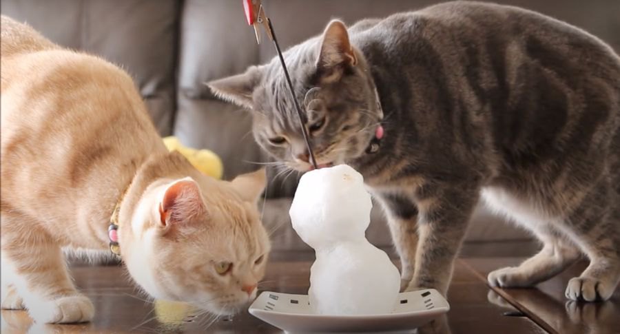 ぺろぺろ！猫ちゃんの変わった雪遊び？