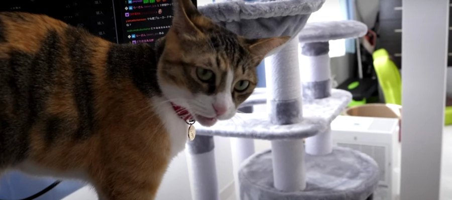 新しいキャットタワーを前にした猫ちゃん…ちょっぴりビクビク？