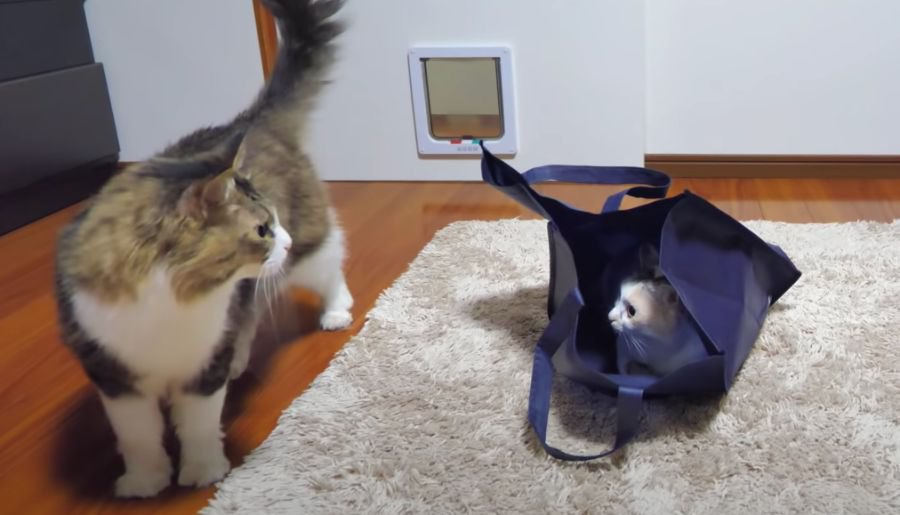 袋に入る猫ちゃんとそれを見守る猫ちゃんになんだかほっこり？