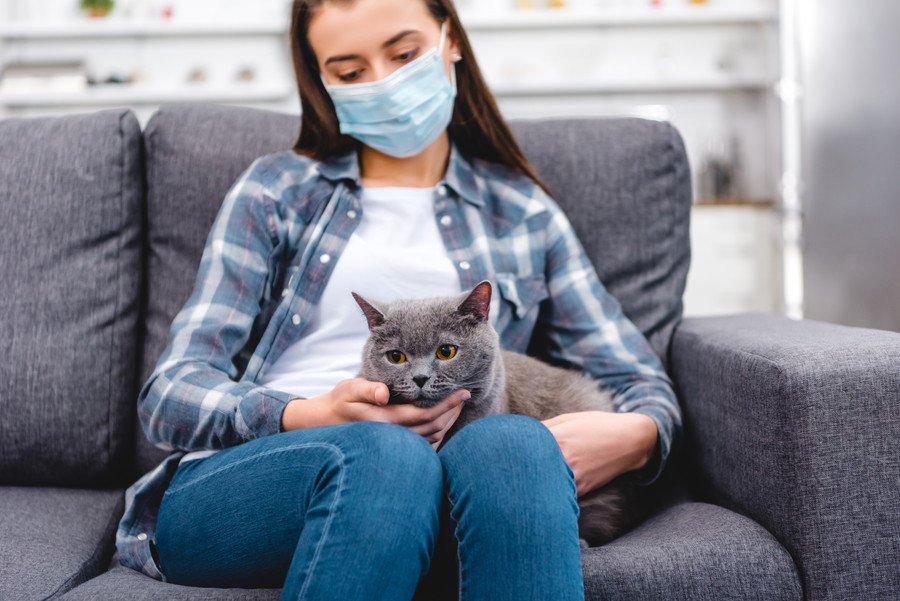 風邪やインフルエンザのとき猫と接しても大丈夫？