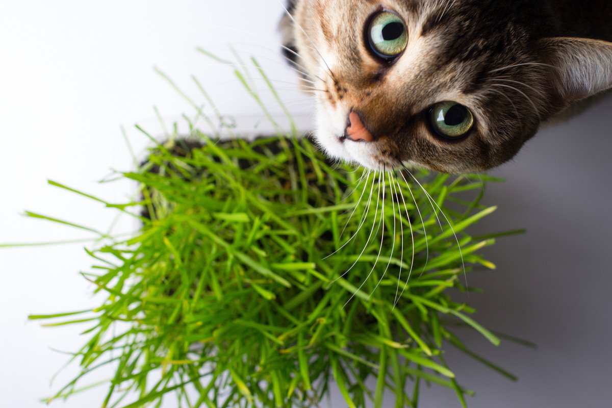 猫飼いは知っておくべき安全な『観葉植物』3選　置くときに注意するべきポイントも