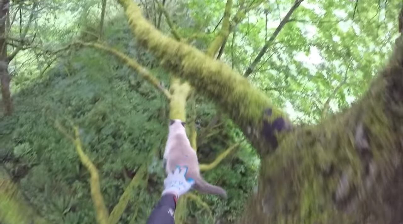 高い木の上で立ち往生…怯える2匹の猫を救助！の手に汗握る一部始終
