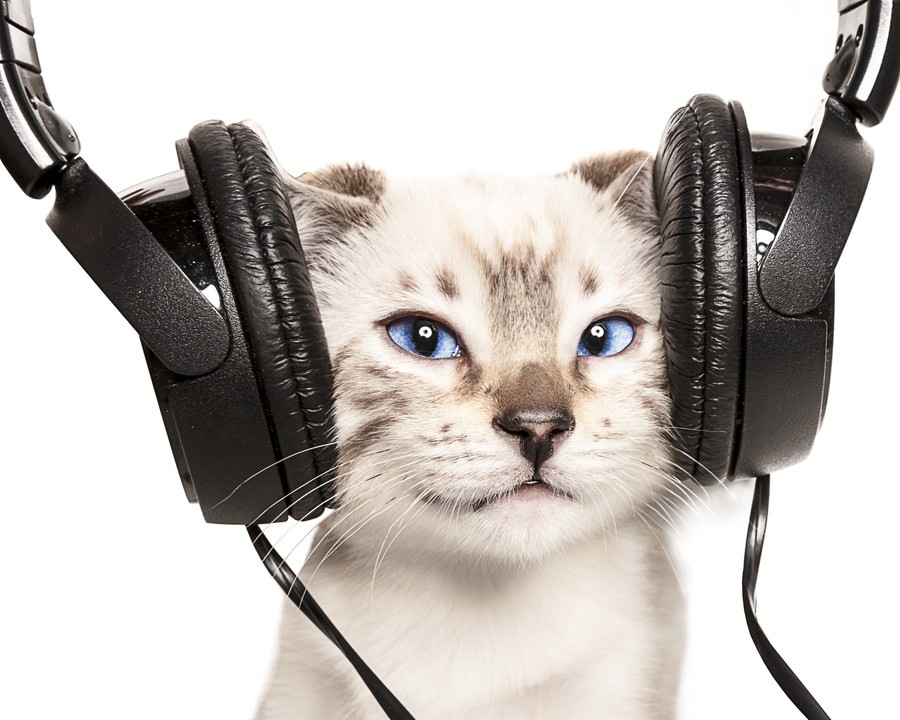 研究者が作った猫にとって快適な音楽