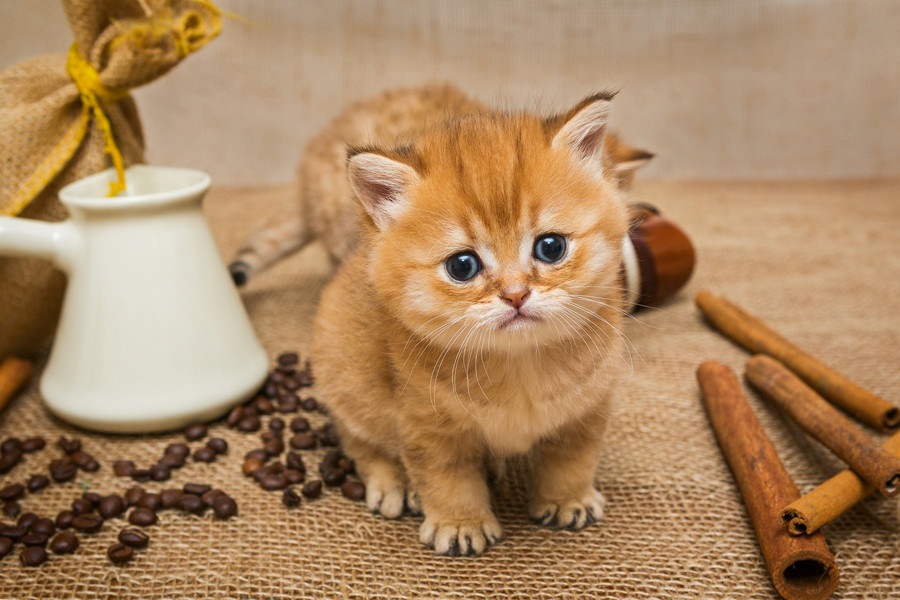 猫は豆を食べても大丈夫？与えていい物や効果について