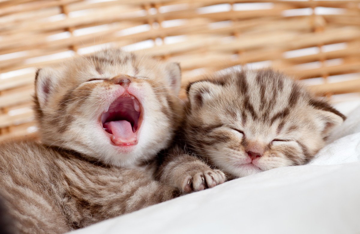 猫の『あくび』の理由は眠い以外にも…3つの意味と見られるシーンとは