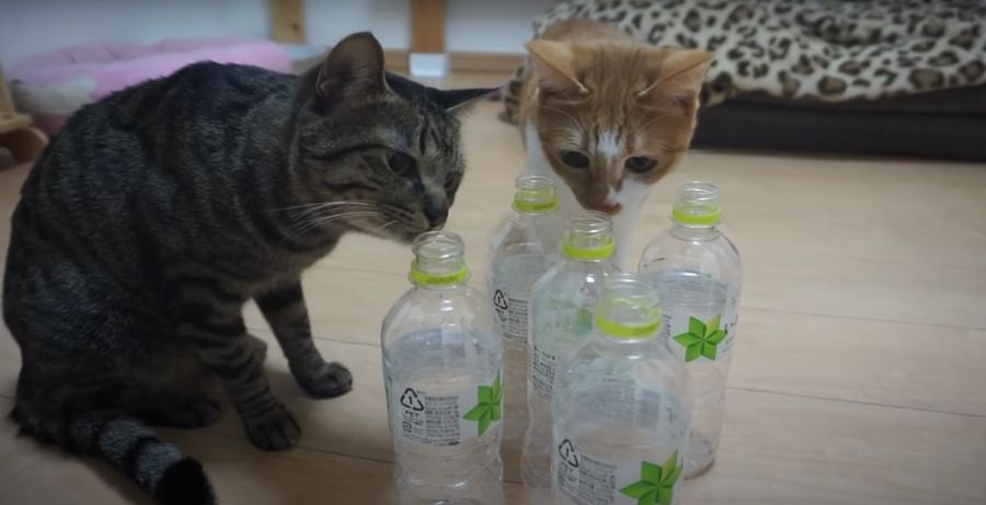 猫ちゃん達とペットボトルで遊んでみた！！
