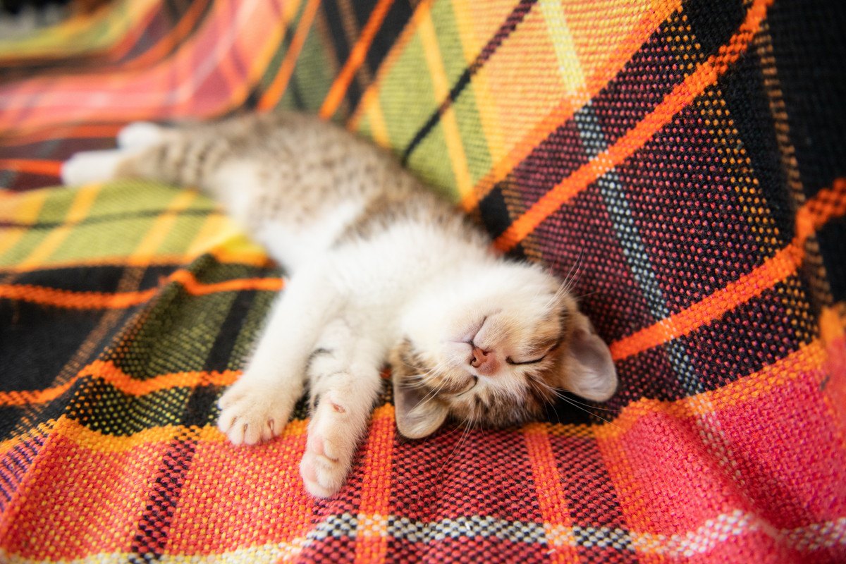猫が『バンザイ』をして寝る4つの理由