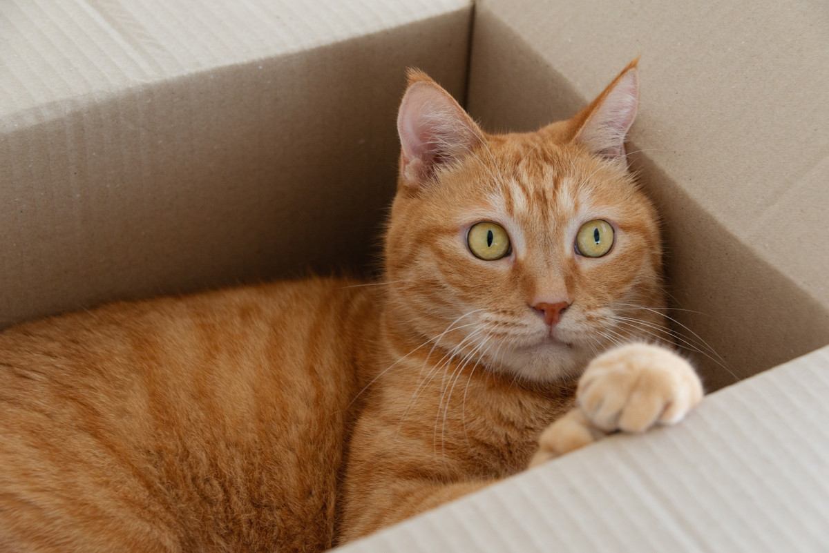 驚き！段ボール箱に入って「返品」された猫、1300キロ先へ　無事飼い主のもとに帰る　米国