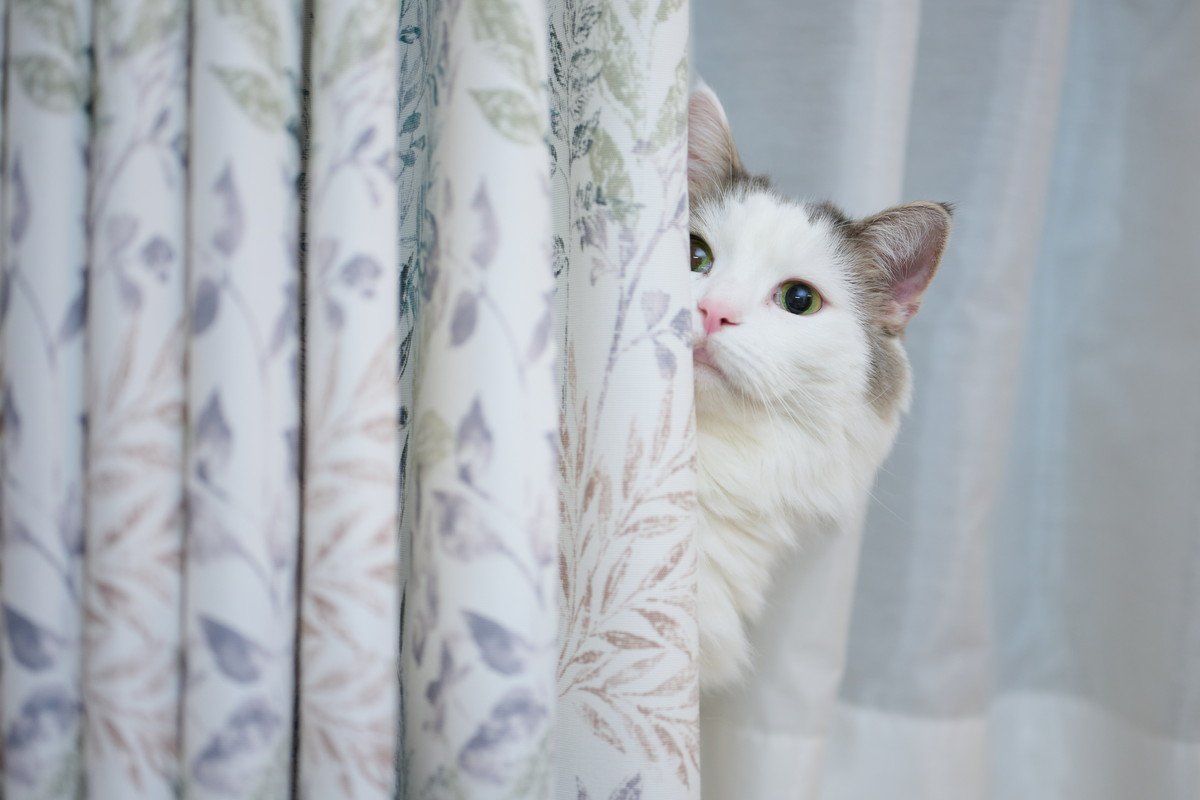 猫が『カーテンの裏』に隠れるのはどうして？4つの理由と気持ち