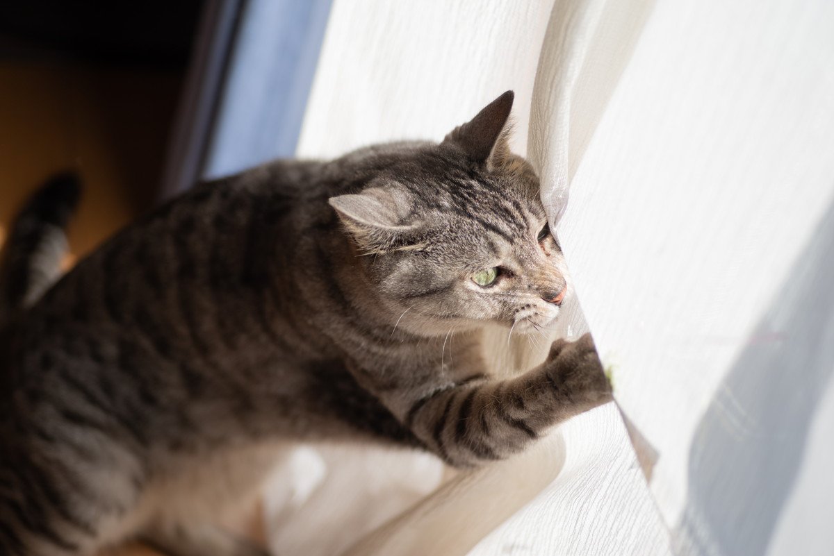 猫が『急に暴れ出す』ときの5つの理由と落ち着かせ方　いきなりドタバタ…体の不調が原因？