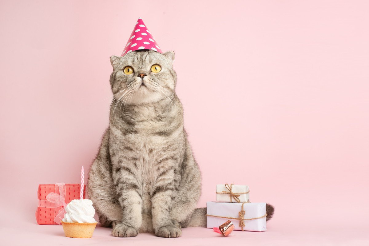 愛猫の『誕生日』はどんなふうに過ごす？3つの祝い方と喜ばれるプレゼント♡
