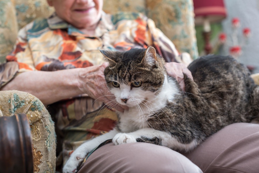 長寿な猫のギネス世界記録に登録された年齢とは