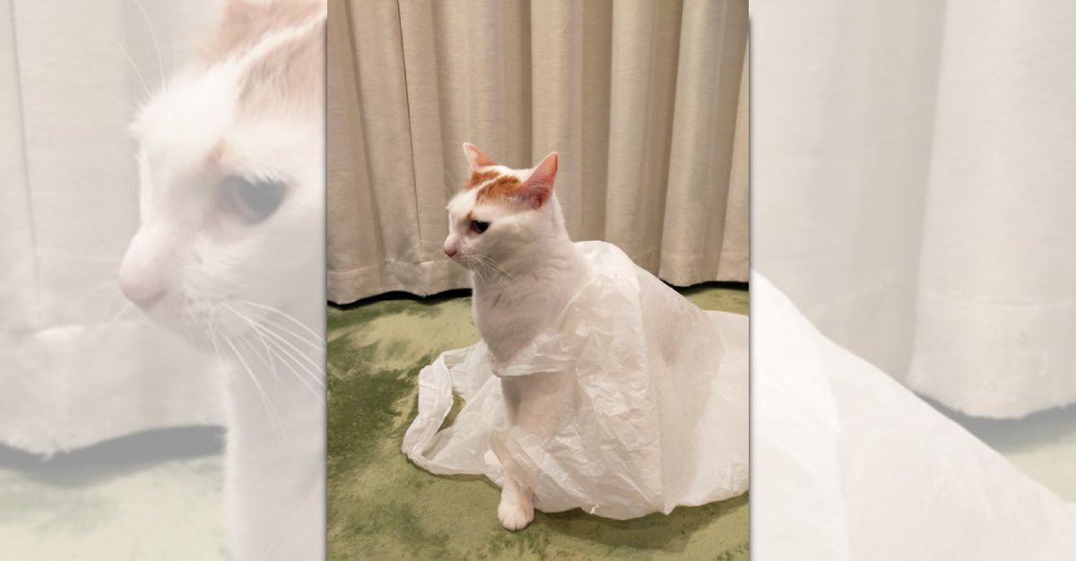 『猫の嫁入り！』ウェディングドレスを着た…ように見える猫が話題に！「お嫁さんになるにゃ！」