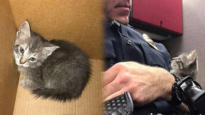 運命の猫と出会った警察官…人生のパートナーを得て幸せに♡