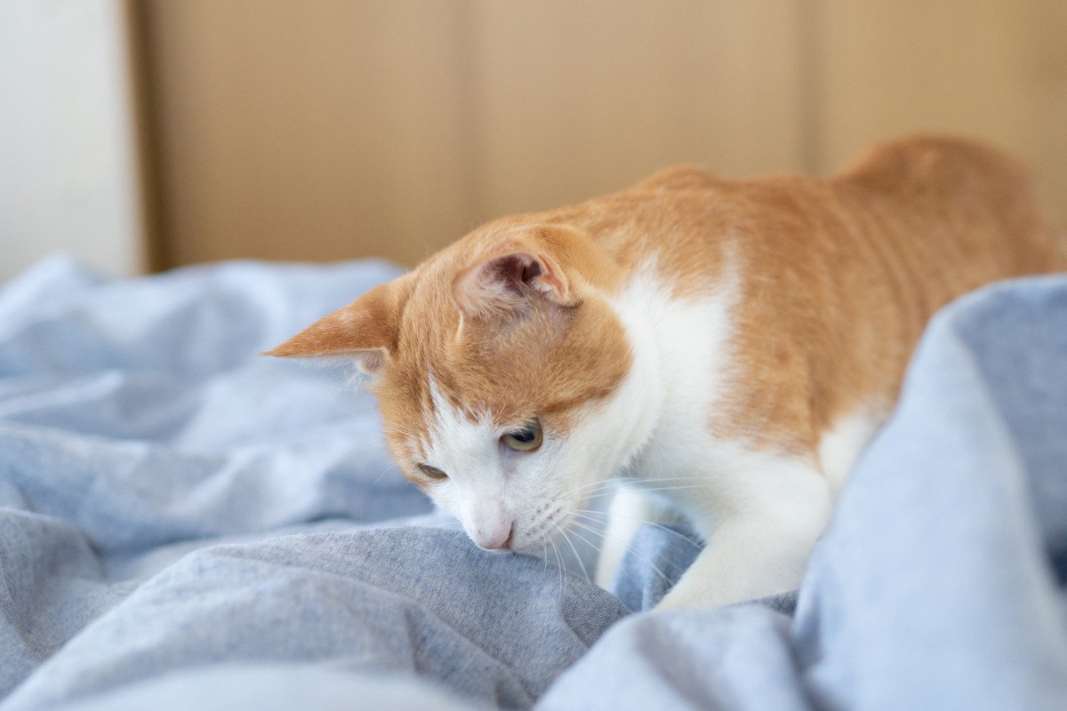猫が『布団をホリホリ』する理由4つ！一番多い原因と止めさせたいときの対処法も