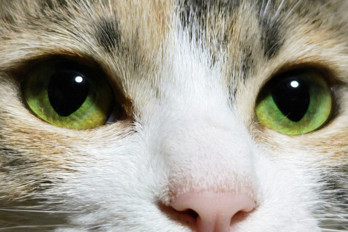 【獣医師執筆】猫も花粉症⁉　目が赤いとき、目やにや涙が多いときは病気のサインかも