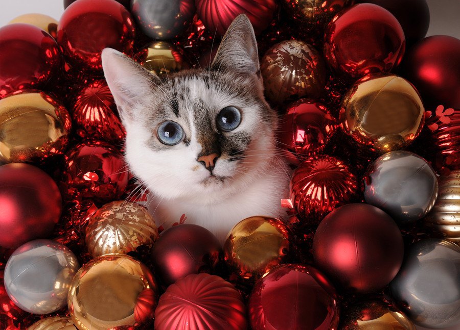 猫好き女子に贈ろう！猫モチーフの可愛いクリスマスプレゼント！