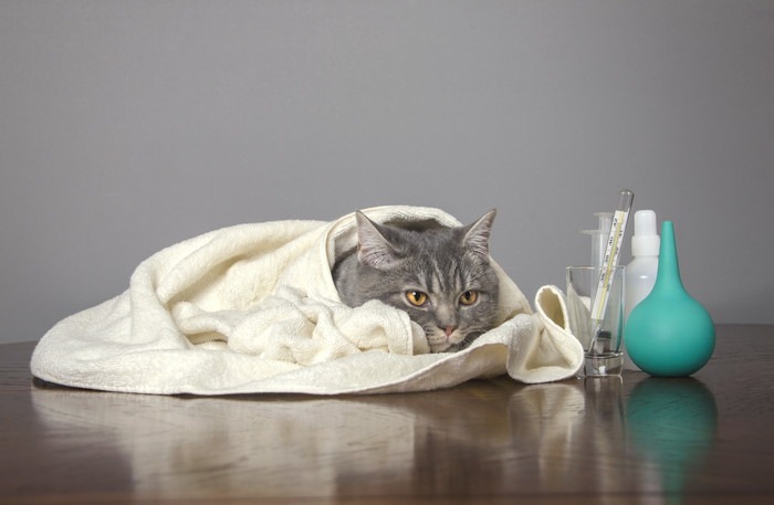 猫の体温の測り方と調節方法、熱がある時の対処法まで