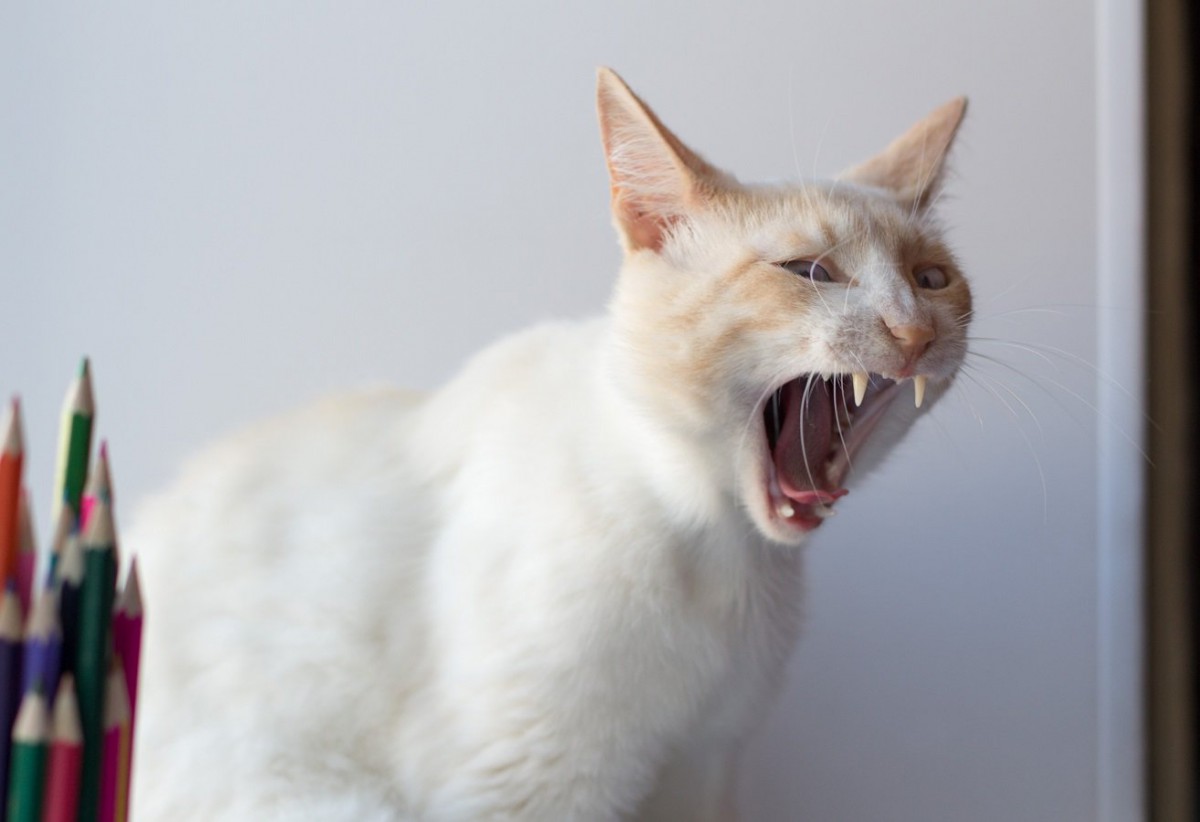 猫の『ネガティブな感情』の鳴き方4つ　注意すべき訴えと対処法を解説