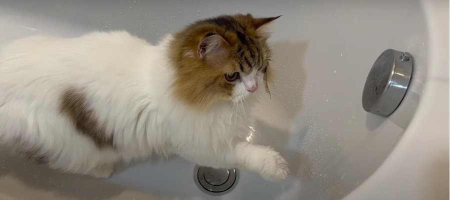 楽しいにゃ♪浴槽で水遊びにハマった猫ちゃん