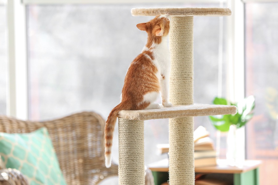 猫を飼ったら『キャットタワー』があるといい５つの理由